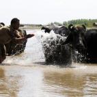 Un hombre lava su ganado en el río Sardaryab, cerca de Peshawar (Pakistán).
