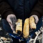 Lida Antonova, de 79 años, sujeta mazorcas en un campo cerca del pueblo de Petropavlivka (Ucrania), mientras hay un alto el fuego en el conflicto entre los rebeldes pro-rusos y las tropas ucranianas.