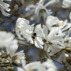 Un abejorro descansa en una flor en los jardines Walkden aprovechando el buen tiempo en Sale, al norte de Inglaterra.