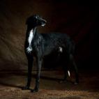 5c8a4a4d36000006186b4893