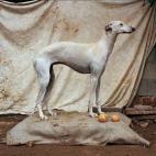 5c8a4a4e3b000072066bcac6