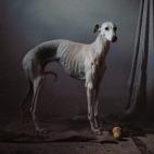 5c8a4a4e2500001304c8d950