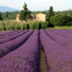 Los campos de lavanda franceses siempre dejan fotografías espectaculares por su vivo color morado. Los viajeros de minube recomiendan Bonnieux como uno de los lugares más bellos del mundo para disfrutar de estas aromáticas flores.