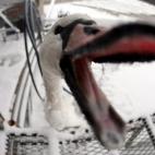 Un cisne trata de morder la cámara en el río congelado del Danubio, en Belgrado, Serbia.