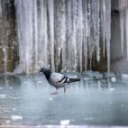 Una paloma camina por una fuente helada en la Plaza de la República en Roma (Italia).