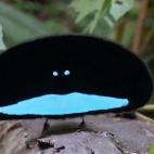 Parece un photoshop mal hecho, pero es el despliegue de los encantos del macho de una de las aves del paraíso de Papúa Nueva Guinea. Son pájaros de ricos plumajes, que emplean para los rituales de cortejo, que pueden durar horas y en los qu...