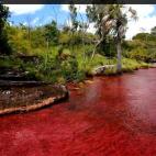 El arcoíris que se derritió. Así conocen en Colombia al Caño Cristales, ubicado en la sierra de la Macarena. También llamado el río de los cinco colores por las masas de rojo, amarillo, verde, azul y negro que pueblan su fondo. Es una suc...