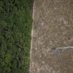 Un &aacute;rbol ca&iacute;do en el Amazonas, en una zona deforestada junto a la selva, en el estado de Rondonia.