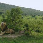 Este impresionante parque africano debe su nombre al R&iacute;o Mara y a la tribu masai que all&iacute; habita desde tiempos ancestrales. El mayor atractivo de la zona es la diversidad de la fauna; leones, guepardos, hienas y &ntilde;us son...