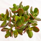 Necesita estar en un espacio con luz, no necesariamente directa, y tiene la ventaja de soportar bien el calor del radiador. No es una planta a la que le afecte especialmente el cambio de temperatura. Hay que regarla sólo cuando la tierra esté ...