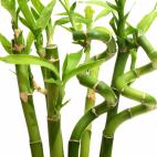 No necesita luz intensa ni tampoco hay que regar. Lo normal es que esté en un jarrón o recipiente con agua que habría que cambiar regularmente. En invierno, una vez por semana; y en verano, cada 15 días.