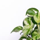 Es un clásico de interior por sus fáciles cuidados. Sólo se queja con el exceso de riego, pero cuando es muy excesivo. Mucha luz directa afecta al color de sus hojas, por eso hay que evitarla.