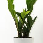 Necesita un lugar luminoso pero sin luz directa. Su talón de Aquiles es el agua. Un riego excesivo puede acabar con ella.