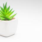 Perfecta para las casas con calefacción ya que esta planta puede almacenar mucha agua en sus hojas, lo que le permite pasar largos períodos de sequía. Su único inconveniente es que no da pistas visibles de que está seca. Hay que tocar la ti...