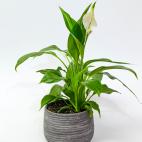 No soporta las temperaturas muy bajas, no necesita mucha luz y le hace falta un riego abundante. Es la planta perfecta para un baño con ventana porque necesita humedad ambiental.