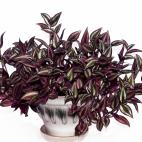 Su crecimiento es rastrero, de ahí que sea perfecto para cestas colgantes. Puede vivir con poca luz pero le ocurre como al potos, que sin luz pierde el variado colorido de sus hojas.