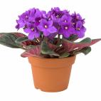 Es tan fácil de cuidar que no hay que regarla directamente. Basta con echar un poco de agua en el plato sobre el que se coloca la maceta.