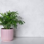 Resiste cualquier condición lumínica, aunque lo ideal es situarla en un rincón con iluminación parcial. No directa. El riego tiene que ser moderado y dejar que la tierra se seque entre uno y otro