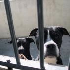 5c8a953f240000f404a34203