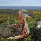 Attack of the Zombie Mouse (El ataque del rat&oacute;n zombi)