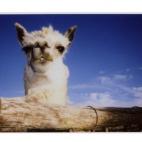 Zion National Park, en Utah