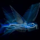 Flying Fish in Motion (Pez Volador en movimiento)