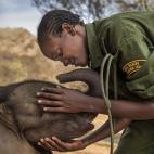 Warriors Who Once Feared Elephants (Los guerreros que antes tem&iacute;an a los elefantes)