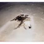 Naturaleza muerta en Oregón