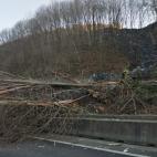 Árboles y tierra, sobre la carretera