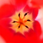 En Seeheim (Alemania).