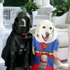 Los labradores del vicepresidente Dick Cheney, Jackson y Dave, preparados para Halloween, en 2007.