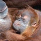 El bebé orangután Dodi descansa en brazos de su madre, Daisy, el 19 de julio de 2010 en el zoo de Dresde, al este de Alemania. Dodi nació el 24 de noviembre de 2009 en el zoo. La foto capta un momento de ternura entre madre e hijo.