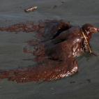Una gaviota reidora empapada de petróleo trata de moverse en la orilla de la isla Grande-Terre de Louisiana el 4 de junio de 2010. El vertido por el incidente Deepwater Horizon alcanzó la costa del sudeste del estado.
