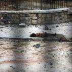 5c8a6a17260000e804fe51f1