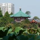 El parque de Ueno es una zona donde se mezclan naturaleza, un lago, museos y atracciones. Es el lugar perfecto para alejarse del caos y las multitudes tan frecuentes en la ciudad de Tokio. Además está rodeado de restaurantes y bares Ver más ...
