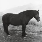 5c8aba67360000ba1a6bf536