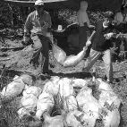 Timor oriental, 1999.