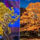 Miss Venezuela y un bonito árbol anaranjado.