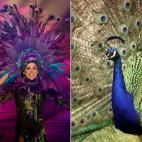 Miss México y un pavo real.