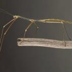 Este insecto de 22 centímetros de longitud procede de Vietnam, pero se pueden ver algunos ejemplares vivos en el Royal Belgian Institute of Natural Sciences de Bruselas. Su nombre procede del de el Parque Nacional Tam Dao de Vietnam.