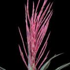 Esta planta desértica ya la conocían los pobladores de la Sierra de Tepoztlán, Tlayacapan, San José de los Laureles y Tepoztlán en México, pero los científicos no la habían catalogado hasta ahora. Crece a 1.800 metros de altura y se suel...