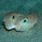 Residente en la costa de la isla japonesa Amami-Ōshima, donde los científicos han estado intrigados durante 20 años, que no sabían cuál era la razón de que aparecieran dibujos circulares sobre la arena del fondo del mar. Resultó que eran ...