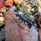 Esta avispa china de 15 milímetros de longitud destaca por su manera de utilizar los cadáveres de otros insectos. La avispa madre construye un nido a ras de suelo con tierra y restos vegetales. Después coloca en él cuerpos de hormigas muerta...