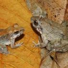 Mientras la mayoría de las ranas ponen huevos, este anfibio da a luz renacuajos vivos. Fueron descubiertas en la isla Sulawesi de Indonesia, pero los investigadores aún no han determinado si vive en más lugares.