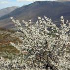 Valle del jerte, Cáceres (Extremadura)