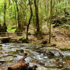 Parque de Garajonay, La Gomera (Islas Canarias)