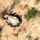 Botsuana investiga la misteriosa muerte de 275 elefantes en los últimos días