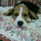 5c8ab2bb2500005806819333