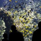 Visitantes miran los peces en el acuario del zoo de Antwerp, Bélgica.