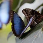 Mariposas en una hoja en el Jardín de Mariposas del zoo de Antwerp, en Bélgica.